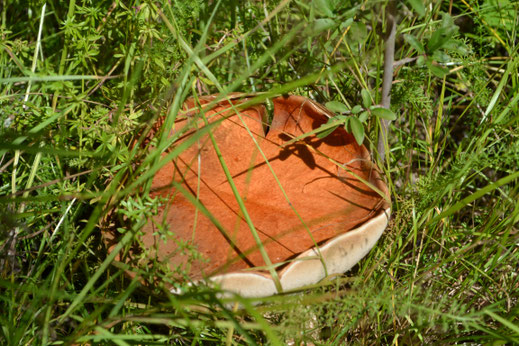 Grote pannekoek paddestoel