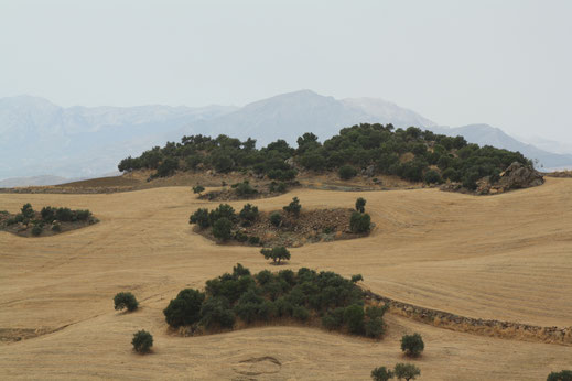 Overal tussen de gele velden staan olijfbomen en soms ook amandelbomen. 