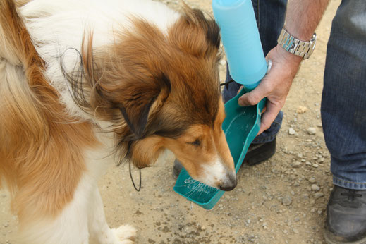 Er aan gedacht om water voor de hond mee te nemen, maar helaas, ik vergat mezelf. Zal hopen dat er wat water in de fles blijft.