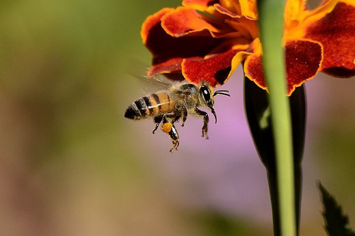 Das Pollenhöschen an den Beinen der Biene ist gut zu erkennen. (Quelle: pieterz auf pixabay)