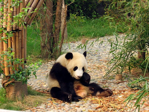"Chengdu-pandas-d13" by User:Colegota - Digital photo taken by author and post-processed with The GIMP. Licensed under CC BY-SA 2.5 es via Wikimedia Commons - https://commons.wikimedia.org/wiki/File:Chengdu-pandas-d13.jpg#/media/File:Chengdu-pandas-d13.jp
