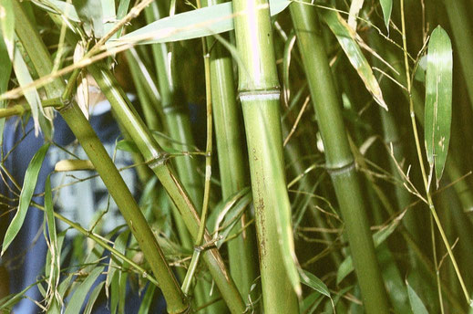 "Bamboo". Licensed under CC BY-SA 2.0 via Wikimedia Commons - https://commons.wikimedia.org/wiki/File:Bamboo.jpg#/media/File:Bamboo.jpg