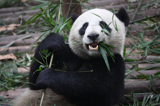 BU211F143_« Giant Panda Eating » par Chen Wu from Shanghai, China — %u8D2A%u5403%u718A%u732B. Sous licence CC BY 2.0 via Wikimedia Commons - https://commons.wikimedia.org/wiki/File:Giant_Panda_Eating.jpg#/media/File:Giant_Panda_Eating.jpg