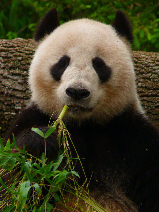 "Giant Panda eating Bamboo" by Manyman - 投稿者自身による作品. Licensed under CC 表示-継承 3.0 via ウィキメディア・コモンズ - https://commons.wikimedia.org/wiki/File:Giant_Panda_eating_Bamboo.JPG#/media/File:Giant_Panda_eating_Bamboo.JPG