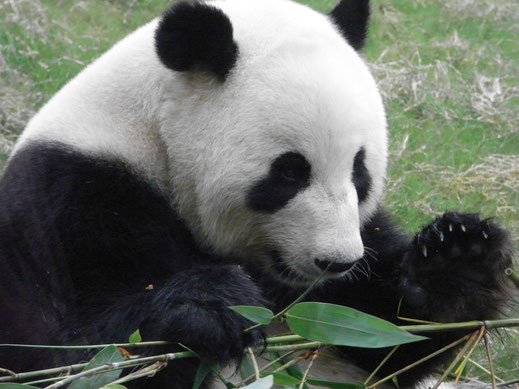 BU211F147_« HK Ocean Park 熊貓山 Panda Mountain 竹葉 Bamboo leave in use as food » par DoceanparkHK — Travail personnel. Sous licence CC BY-SA 3.0 via Wikimedia Commons - https://commons.wikimedia.org/wiki/File:HK_Ocean_Park_%E7%86%8A%E8%B2%93%E5%B1%B1_Panda_M