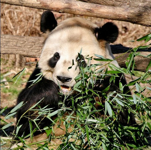BU211F164_« Panda National Zoo » par Steve from washington, dc, usa — snacktime. Sous licence CC BY-SA 2.0 via Wikimedia Commons - https://commons.wikimedia.org/wiki/File:Panda_National_Zoo.jpg#/media/File:Panda_National_Zoo.jpg