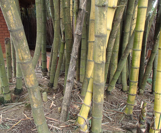 BU211F054_« Bamboo Sri Lanka » par Peter van der Sluijs — Travail personnel. Sous licence CC BY-SA 3.0 via Wikimedia Commons - https://commons.wikimedia.org/wiki/File:Bamboo_Sri_Lanka.JPG#/media/File:Bamboo_Sri_Lanka.JPG