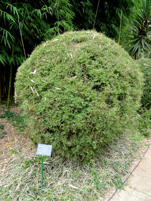 "Bambusa multiplex - Kunming Botanical Garden - DSC03060" by Daderot - I took this photograph.. Licensed under パブリック・ドメイン via Wikimedia Commons - https://commons.wikimedia.org/wiki/File:Bambusa_multiplex_-_Kunming_Botanical_Garden_-_DSC03060.JPG#/media/Fi