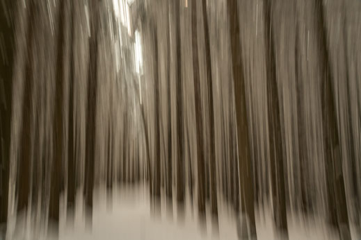 Panning photo tree