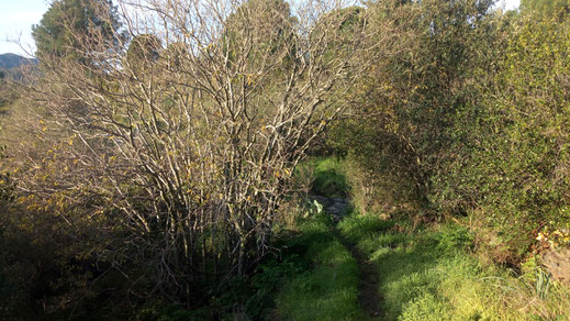 Rando Niveau 1 de Randos Canétoises , Banyuls Cami d'Anicet le 21 décembre 2018