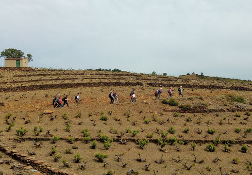 Randos Canétoises: Niveau 1 Port-Vendres Chemin muletier de Cosprons le 19 avril 2019