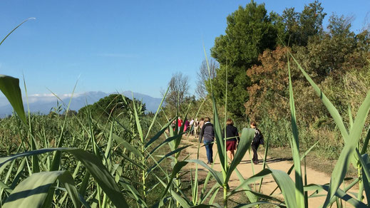 Marchez en plaine et aux environs de Canet avec Randos Canétoises.