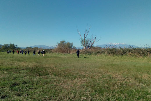 Randos Canétoises: marche à Canet les prés de la ville, l'étang , les vignes le 26 mars 2019