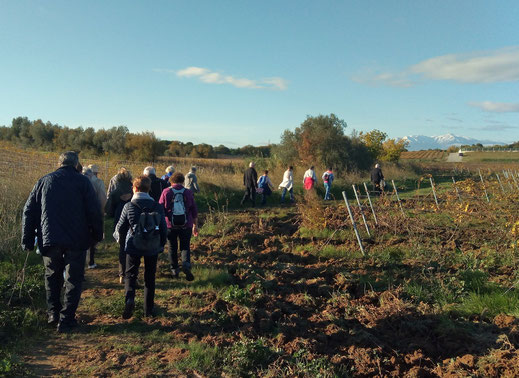  Marche de Randos Canétoises - Canet vers le mas Llaro - 4 décembre 2018