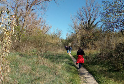 Randos Canétoises: marche à St Cyprien, la lagune, le mas larrieu et bord du tech le 12 mars 2019