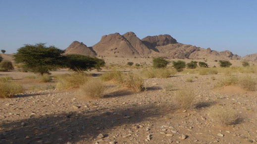 Station du Sahara marocain sur Acacias dans la région d'Aousserd (Dakhla-Oued Ed Dahab) 