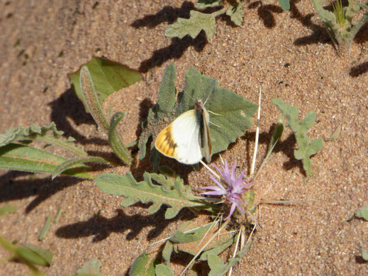 Femelle de Colotis liagore à Gueltat Zemmour © Annie Garcin  