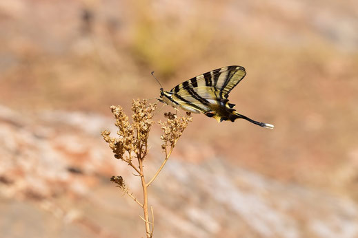 I. feisthamelii lotteri f. autumnalis, mâle, Azrou, septembre 2017, ©Frédérique Courtin 