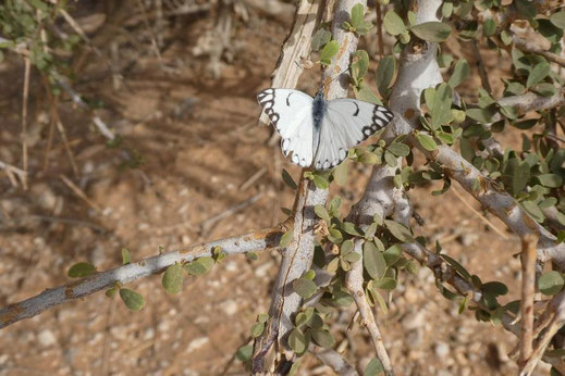 Belenois aurota, mâle au repos, Djebel Deramane ©Annie Garcin 