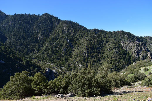 Localité de la ssp. dujardini, Djebel Tizouka, Rif occidental, 2018, ©Frédérique Courtin-Tarrier  