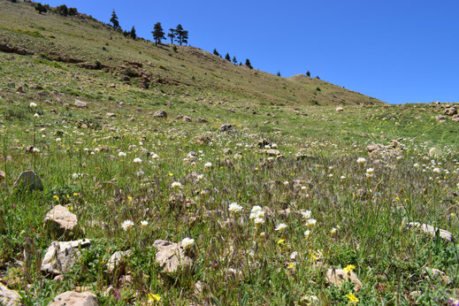 Station médio-atlasique à P. thersites africanensis entre le Col du Zad et Senoual, © Frédérique Courtin-Tarrier