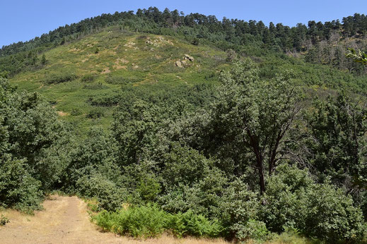 Site et lisière du biotope, Djebel Tisirène, Rif occidental, 2018, ©Frédérique Courtin-Tarrier  