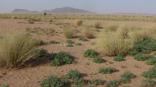Djebel Deramane depuis le Leglat, avec l'Oued Jenna au premier plan ©Annie Garcin  
