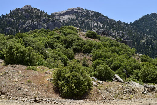 Niche à albicans dujardini, Djebel Tizouka, Rif occidental, 2018, ©Frédérique Courtin-Tarrier  