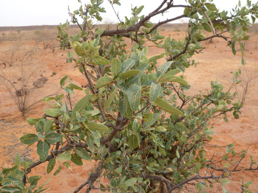 Boscia senegalensis, Niger, autre plante-hôte marocaine de Belenois aurota ©Tilman Musch  