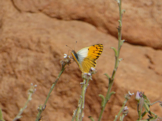 Mâle de Colotis chrysonome à Gueltat Zemmour © Annie Garcin  
