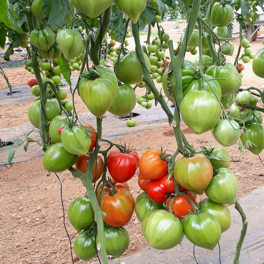  Stades de coloration de la tomate paola en été producteur les saveurs de Gâtine