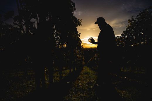 Mann bei der Weinlese im Weinberg in Rheinhessen.