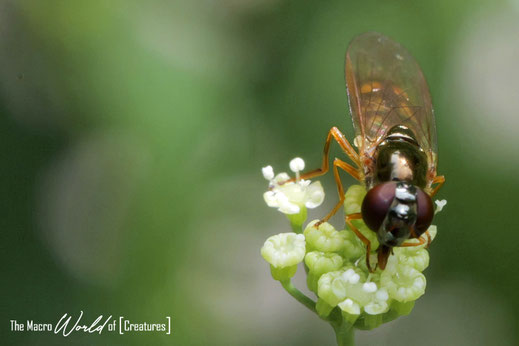 ♀ 22.06.2024