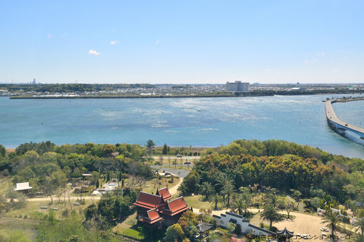 浜名湖クレソン