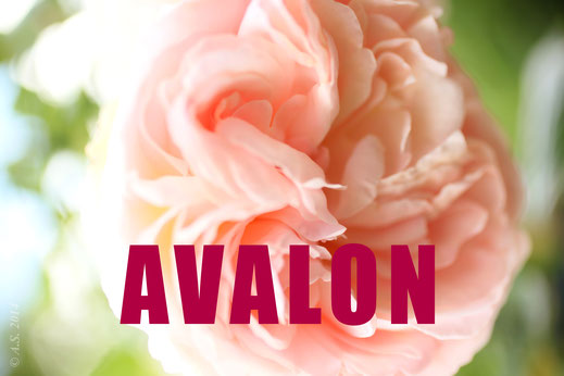 Vers la série Avalon