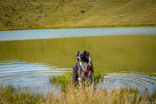 Wandern mit Hund in Österreich, Sillian, Thurntaler