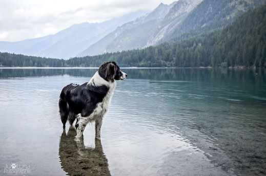 schwimmen mit Hund in Südtirol