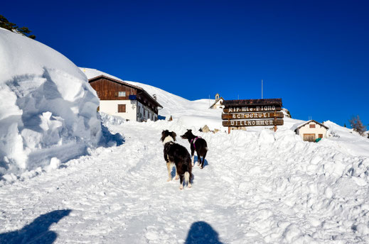 Wandern mit Hund in den Dolomiten, Monte Piana