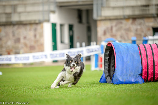 Agility Training in Bruneck  - Hundeschule und Hundesport