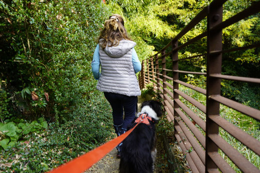 Urlaub mit Hund in Südtirol, Einreise und Regeln in Italien