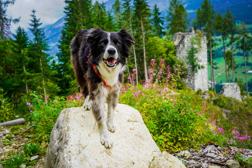 Wandern mit Hund in Sterzing; Gilfenklamm mit Hund