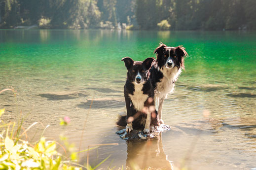 Lago Tovel mit Hund - Trentino mit Hund