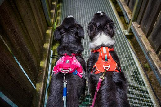 Wandern mit Hund in Sterzing; Gilfenklamm mit Hund