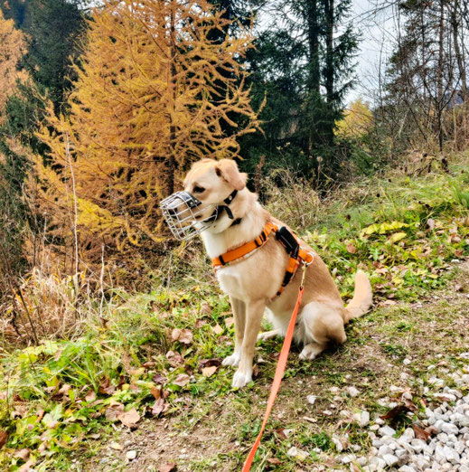 Maulkorbregelung in Südtirol - Italien