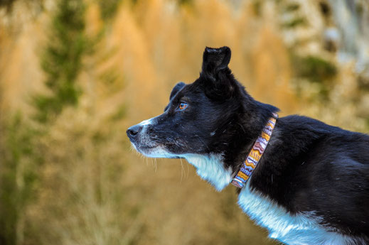 Wandern mit Hund im Gadertal; Winter; Pisciadú-Wasserfälle, Dolomiten