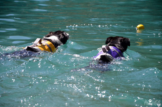 schwimmen mit Hund in Südtirol - schwimmweste
