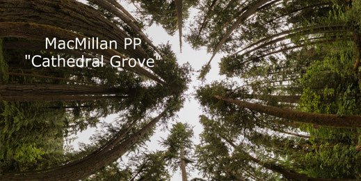 MacMillan Provincial Park mit Douglasien - Vancouver Island, Canada