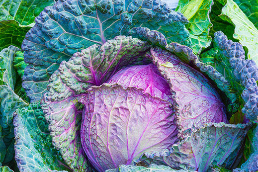 Radiant Reality Blog | Revitalize Your Mitochondria | Glutathione | Cruciferous Vegetables - Cabbage