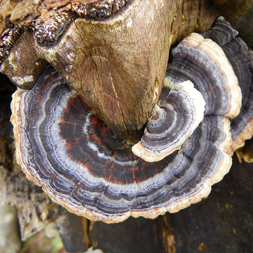 Radiant Reality Blog | 5 Powerhouse Medicinal Mushrooms For Radiant Health | Turkey Tail