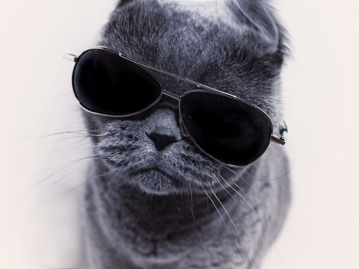 メルカロード・ノイズ・オカダ